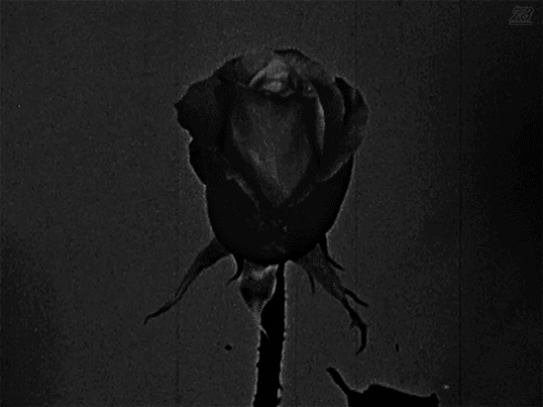Gif animé gothique rose noire